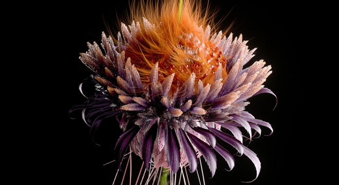 Artificial Blooms: Digital Botanics Showcase the Fractals, Tessellations, and Repetitive Features of the Natural World